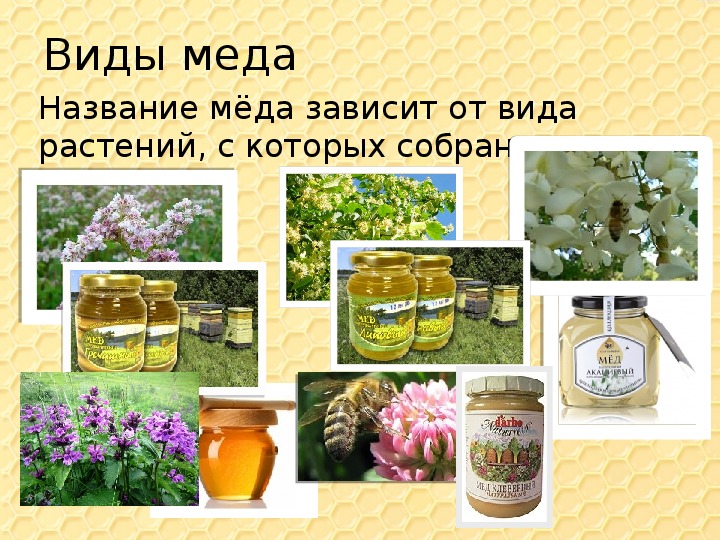 Лечение медом как называется. Проект про мёд для дошкольников. Название меда. Проект мед. Проект по меду.