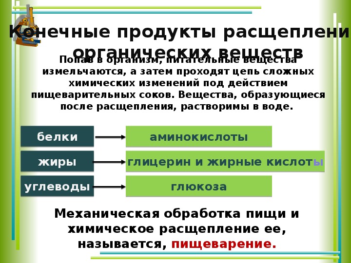 Презентация органы пищеварения 8 класс биология