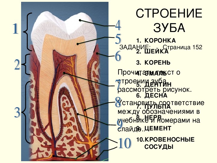 Гистологическое строение зуба. Надкостница зуба строение. Полное строение зуба.