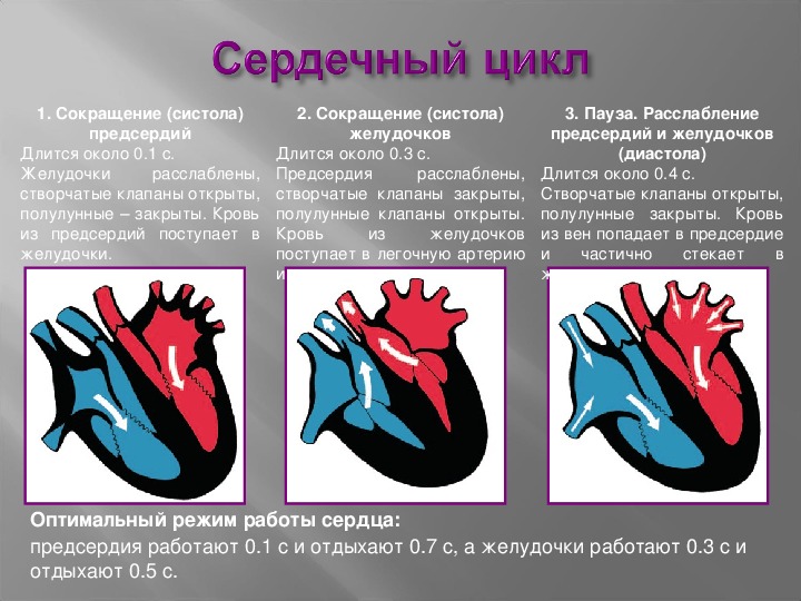 Рассмотрите рисунок с изображением фазы сердечного цикла