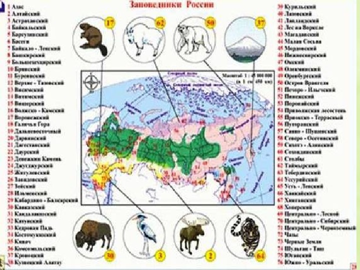 Природные зоны России: территориальные различия