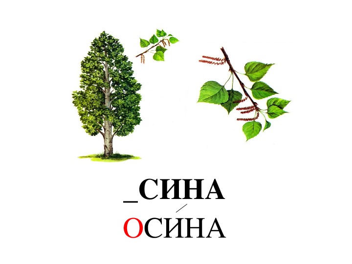 Схема к слову осина