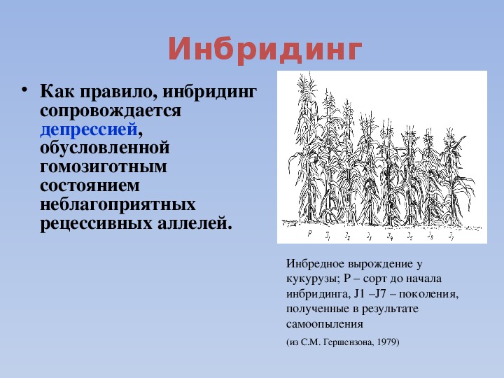 Инбредная депрессия. Инбридинг. Инбридинг растений примеры. Инбридинг это в биологии. Инбридинг у животных.