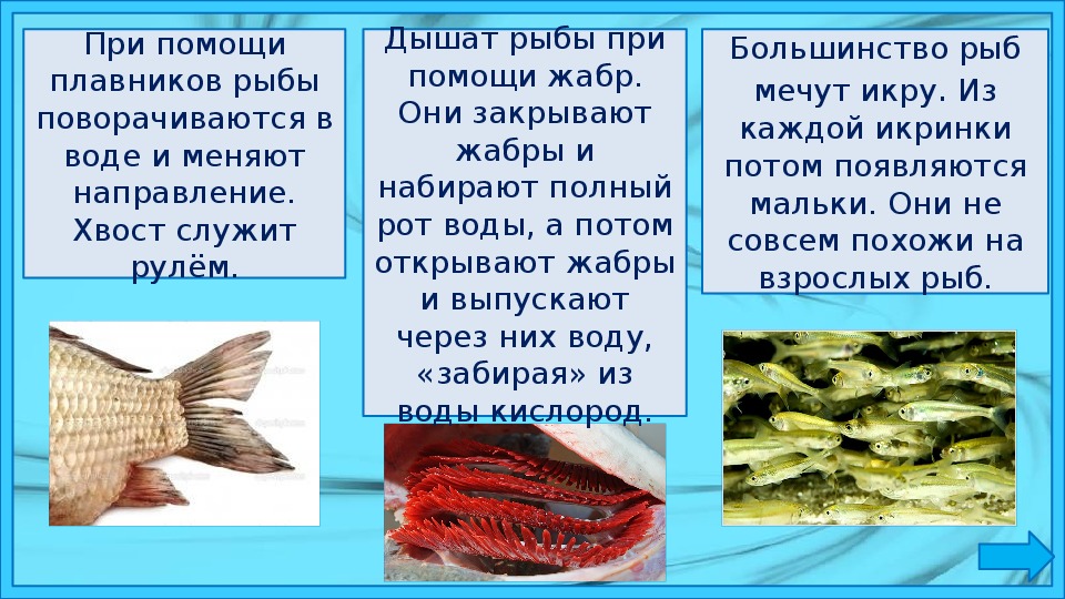 Почему рыбы живут в воде