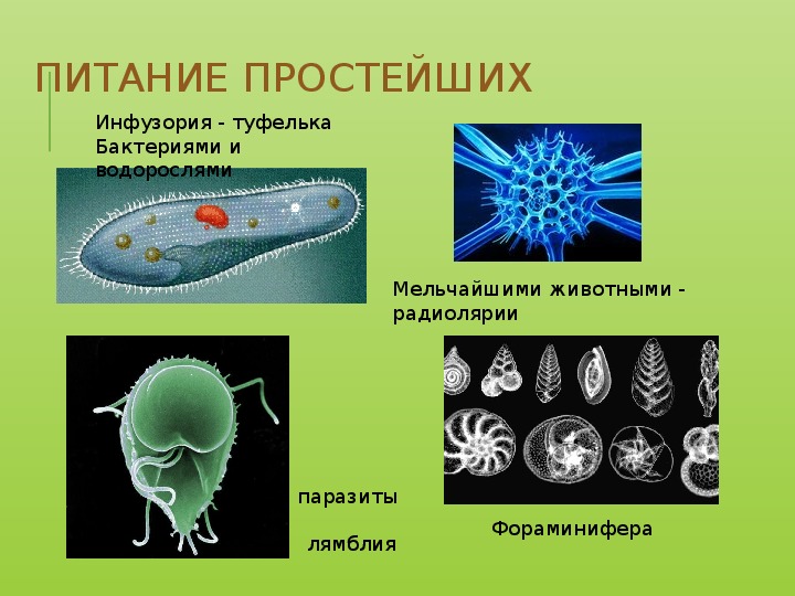 Простейшие биология 7. Питание простейших.