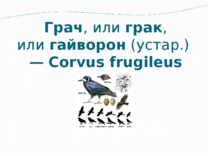 Презентация по биологии на тему "Птицы культурных ландшафтов" (7 класс)