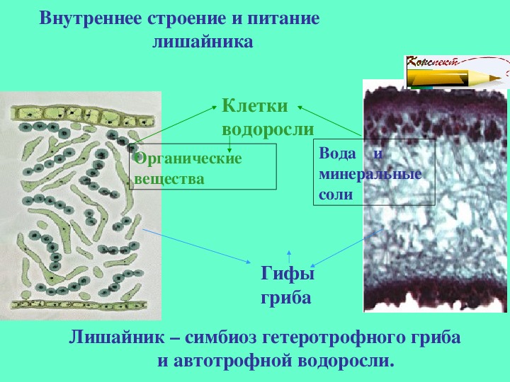 Презентация по теме лишайники 6 класс