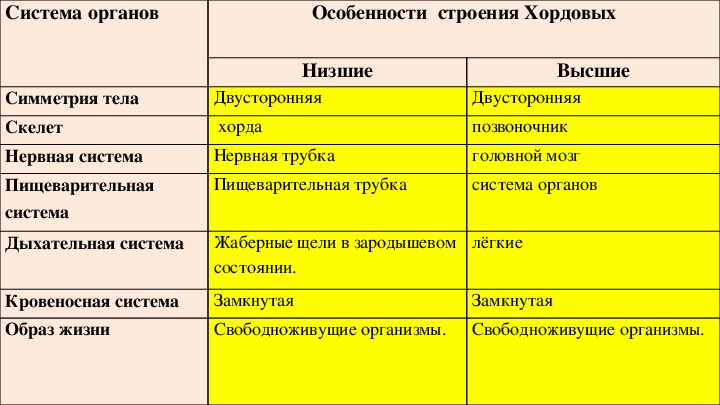 Хордовые животные 7 класс презентация