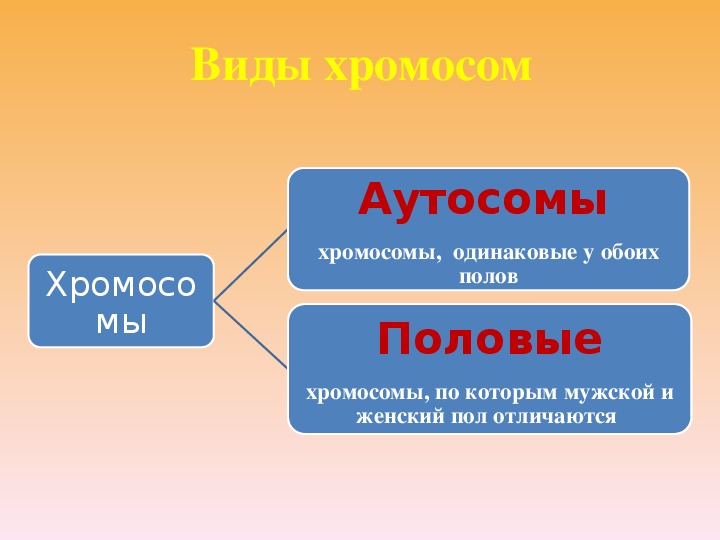 Урок биологии 10 класс генетика пола