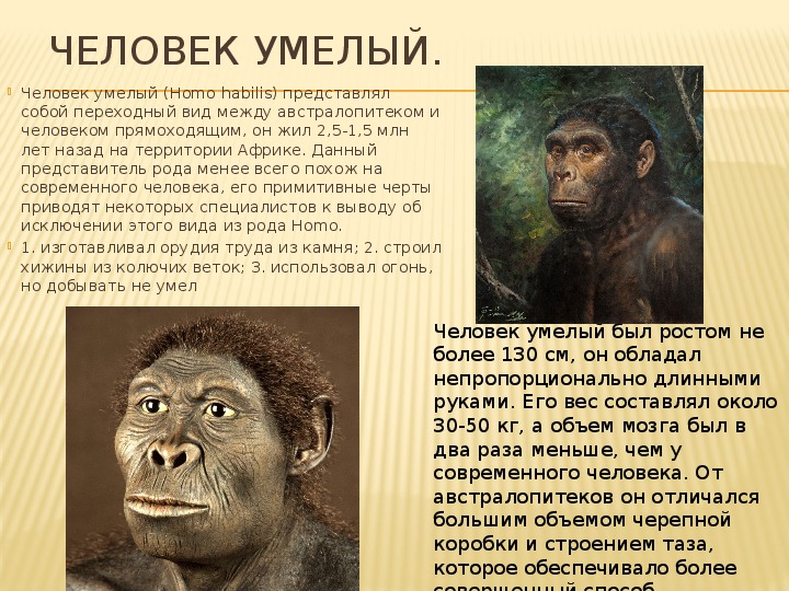 Homo habilis человек. Человек умелый homo habilis таблица. Homo habilis характеристика таблица. Хомо хабилис таблица.