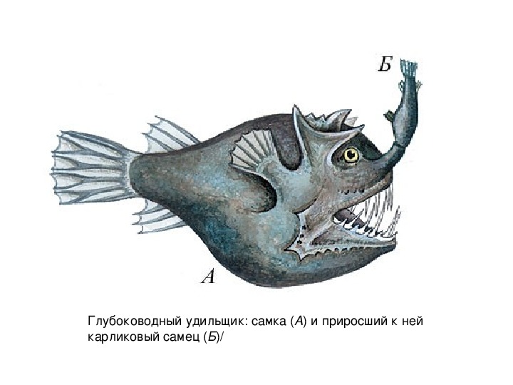 Мужских особей. Рыба удильщик самец и самка. Глубоководный удильщик самец и самка. Удильщик самец и самка. Рыба удильщик самка.
