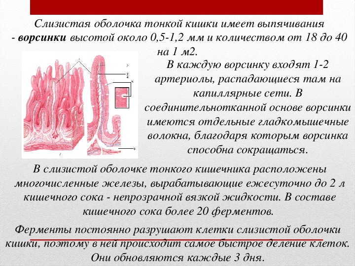 Для чего стенки тонкого кишечника человека образуют ворсинки