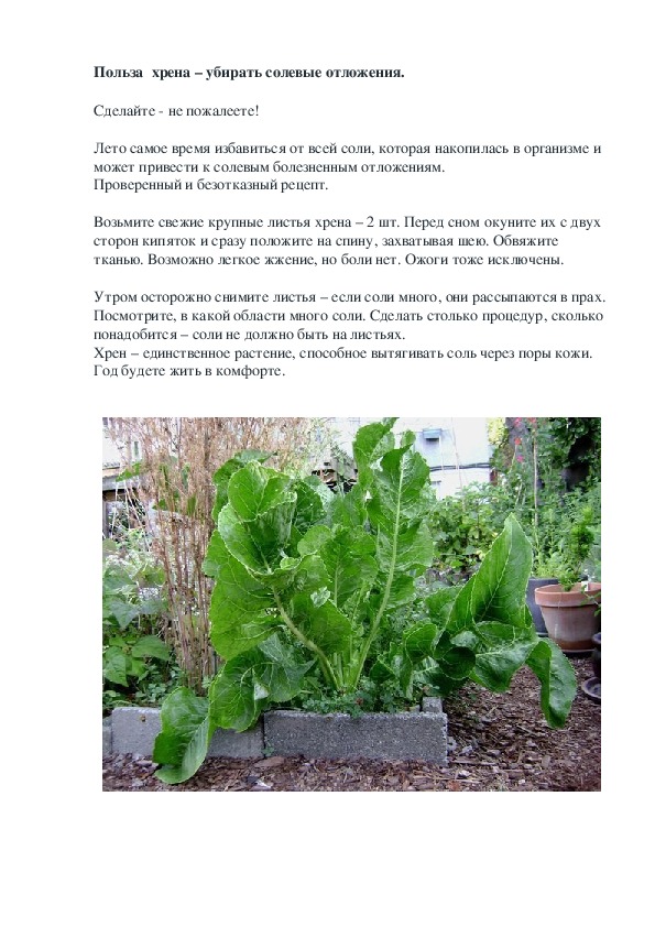 Обложка для материала Польза  хрена – убирать солевые отложения.