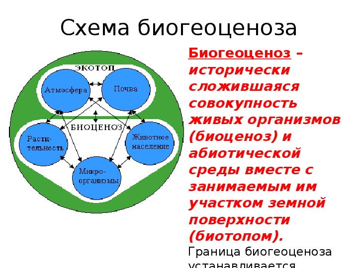 Примеры биоценоза в биологии. Схема взаимодействий компонентов биогеоценоза («звезда Сукачева»). Экотоп и биоценоз. Структура биогеоценоза и схема взаимодействия между компонентами.