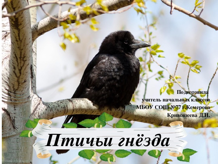 Обложка для материала Птичьи гнёзда