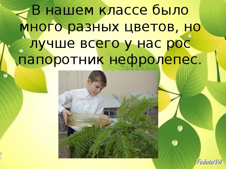 Презентация " Как ухаживать за комнатными растениями"