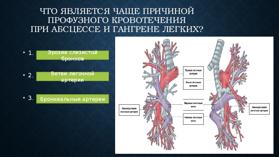 Для легочной артерии характерно. Бронхиальные артерии. Бронхиальные ветви артерии. Легочная артерия и ее ветви. Легочные и бронхиальные артерии.