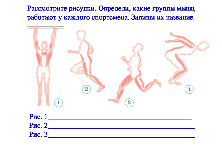 Рассмотрите рисунок и укажите