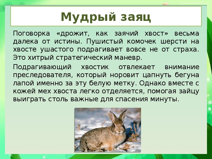 Рассказ про зайцева. Текст описание про зайца 4 класс. Интересные факты о зайцах. Интересные факты о зайцах для детей. Удивительные факты о зайцах.