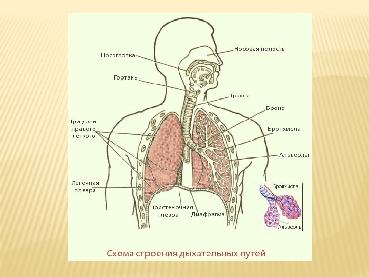 Последовательность поступления воздуха в организм. Строение органов дыхания носовая полость. Система органов дыхания человека схема. Дыхательная система дыхательные пути схема. Рис. Дыхательная система дыхательные пути.