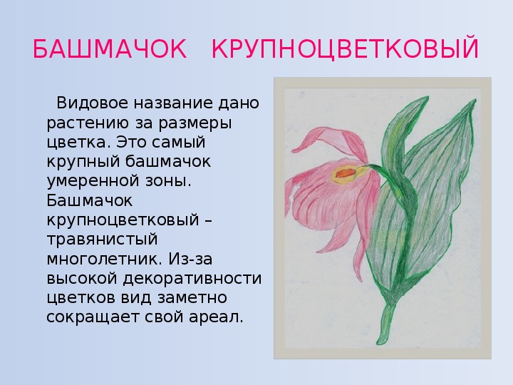 10+ редких растений из Красной книги России — названия, характеристика и фото