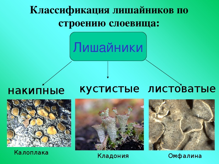 Лишайники презентация 5 класс пономарева фгос