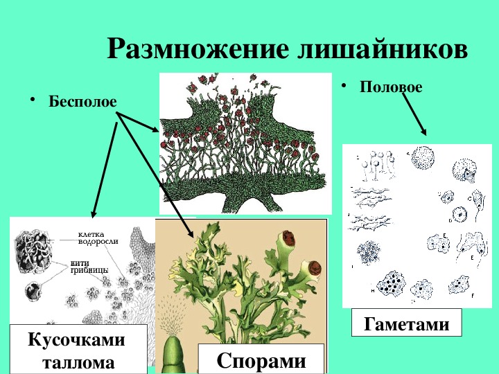 Схема лишайника 7 класс