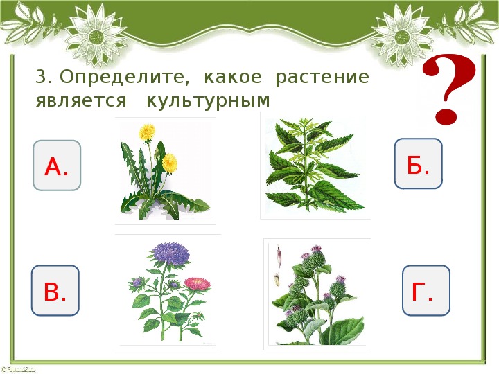 Тест по окружающему миру растения