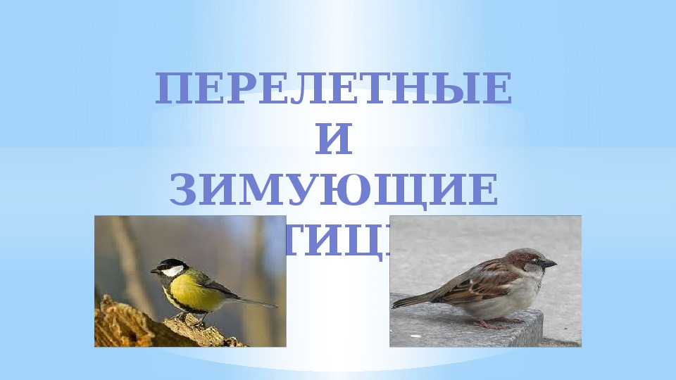 Презентация " Зимующие и перелетные птицы" 2 класс