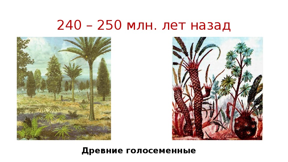 В каком периоде появляются растения. 400 Миллионов лет назад. Древние Голосеменные. Возникновение растений на земле. Растения 300 миллионов лет назад.
