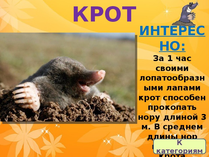 Презентация своя игра про животных