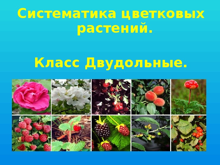 Презентация по биологии на тему " Семейства двудольных растений: Крестоцветные, Розоцветные" (6 класс)