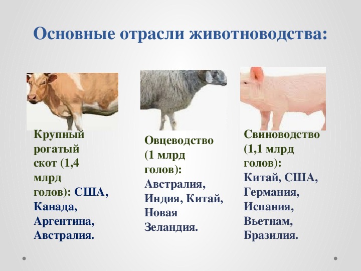 Название отрасли животноводства. Животноводство таблица. Отрасли животноводства в Поволжье. Отрасли животноводства таблица. Разведение животных таблица.