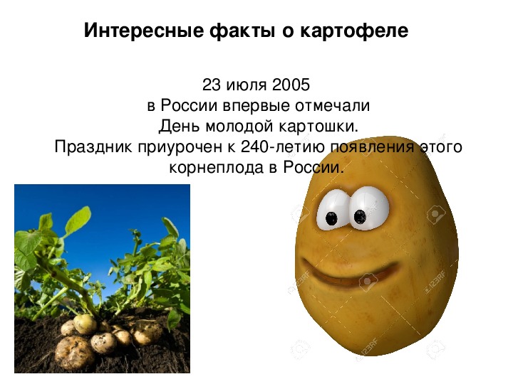 Включи про картошку. Интерестныемфакты о картошке. Интересные факты о картофеле. Картофель презентация. Интересные факты о картошке.