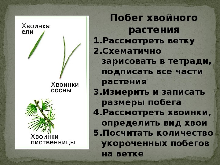 Лабораторная работа внешнее строение растений 6 класс