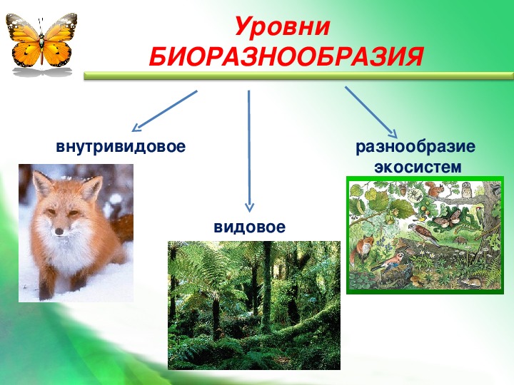 Биологическое разнообразие 5 класс. Уровни биоразнообразия. Пример биоразнообразия. Биоразнообразие видовое разнообразие. Биологическое разнообразие схема.