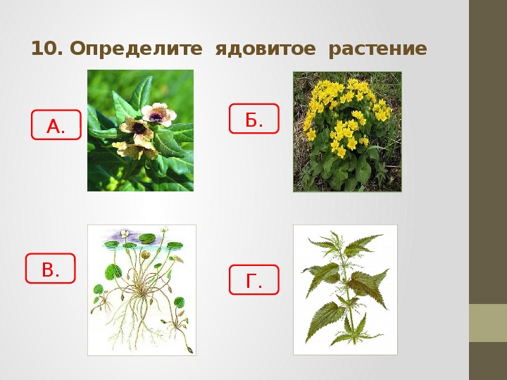 На каком рисунке изображен самый ядовитый цветок в мире