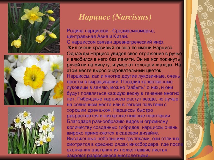 Нарциссы текст. Нарцисс Родина растения. Нарцисс описание растения. Нарцисс цветок описание. Описание цветов нарциссов.