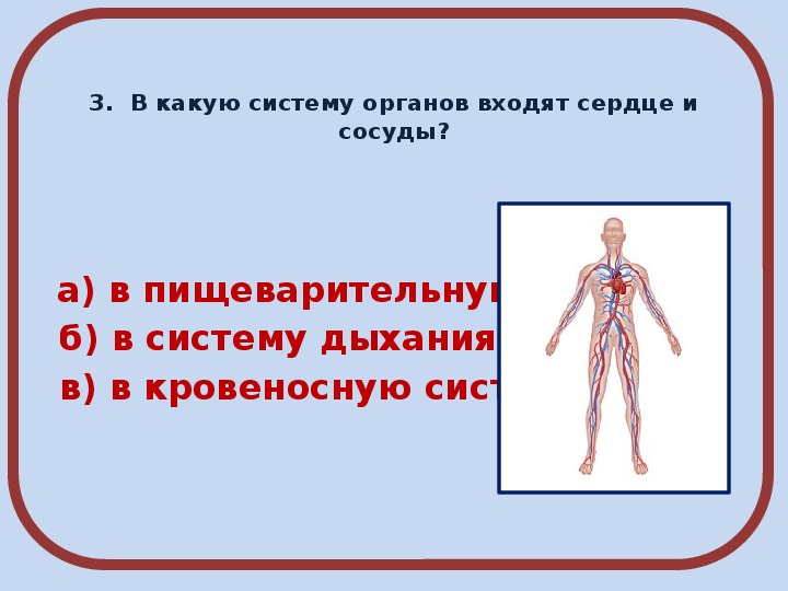 Вам поступил заказ на разработку модели кровеносной системы индивидуальный проект ответы на вопросы