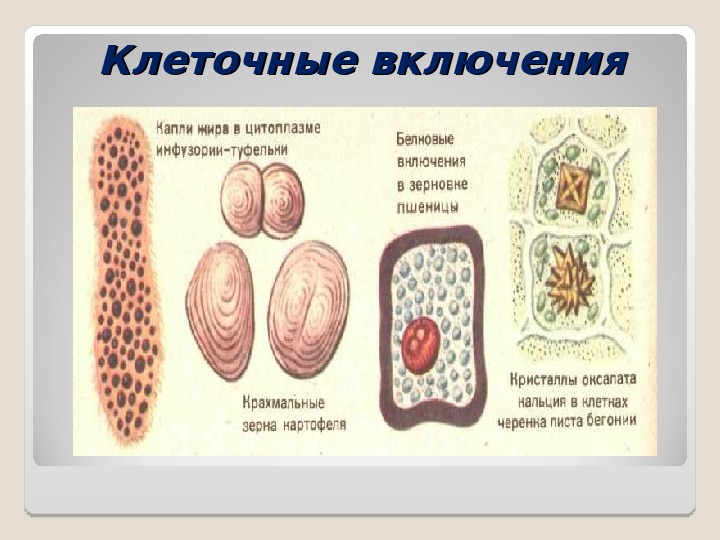 Структура включения. Клеточные включения строение и функции. Клеточные включения строение и функции таблица 10 класс. Включения строение и функции. Клеточные включения в клетке.