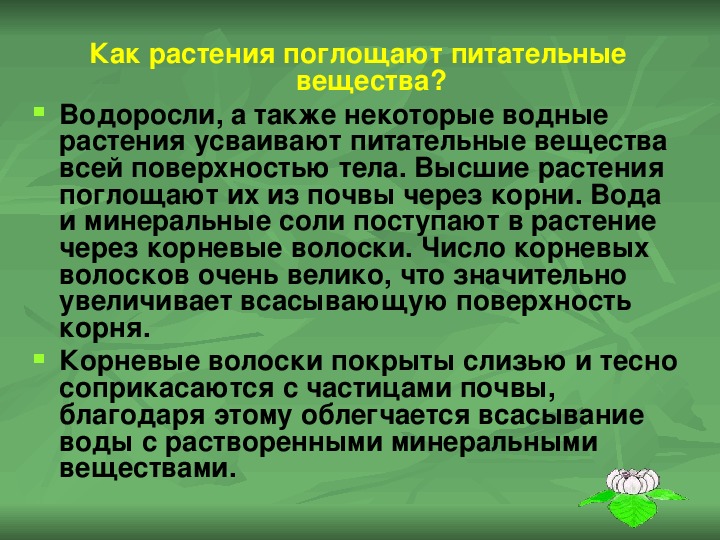 Растения поглощают