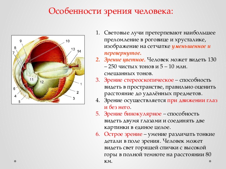 Возрастные особенности глаз презентация