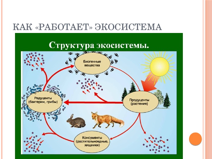 Рисунок экосистемы 6 класс биология