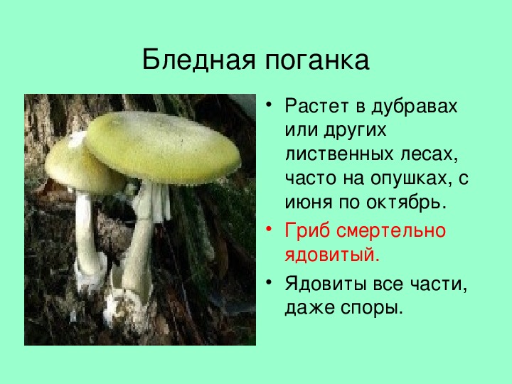 Ядовитые шляпочные грибы