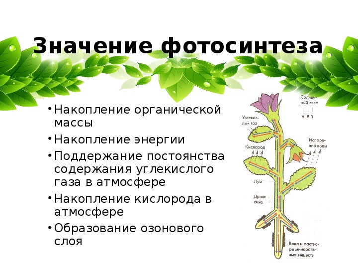 Минеральное питание растений тест по биологии 6. Воздушное питание фотосинтез 6 класс. Воздушное питание растений 6 класс.
