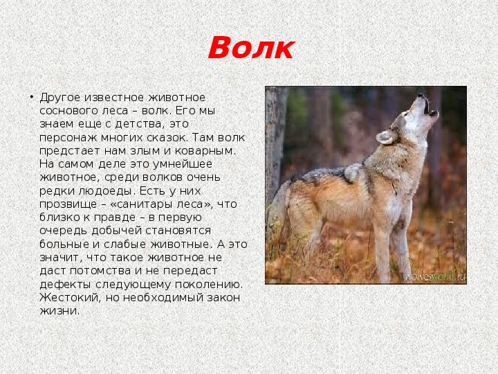 Информация про волка