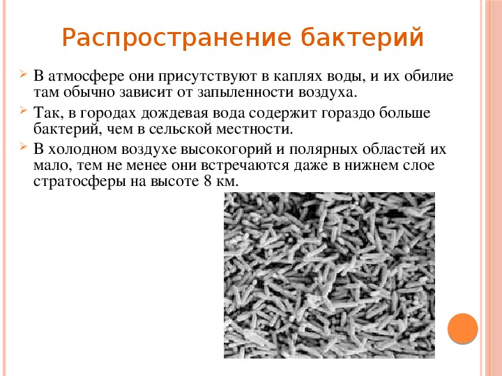 Урок "Бактерии" 5 класс биология