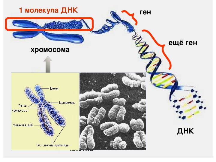 Молекулы днк находится в хромосомах. Хромосома ДНК ген схема. ДНК хромосомы гены схема. Строение ДНК И хромосом. Гены хромосомы геном.
