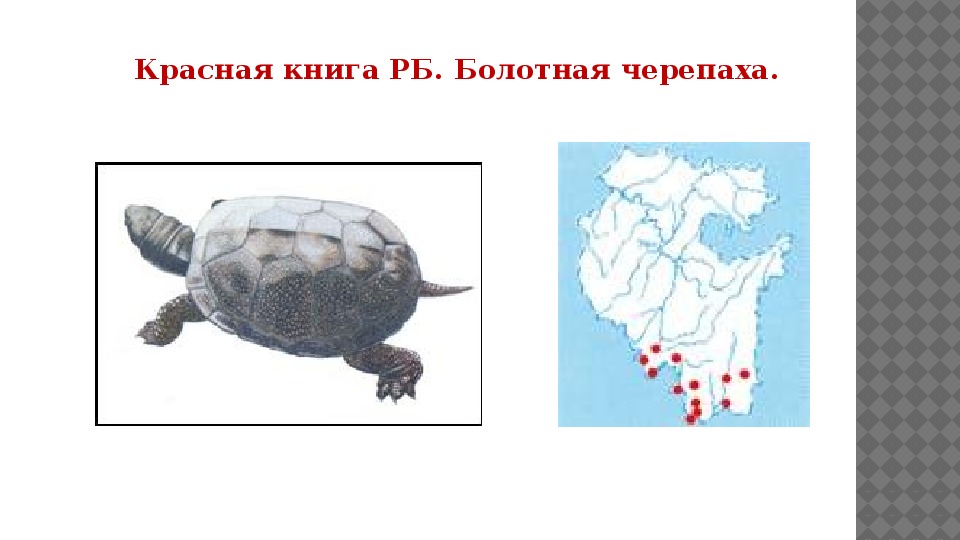 Черепаха 7. Ареал Болотной черепахи. Болотная черепаха ареал обитания. Болотная черепаха ареал обитания в России. Ареал обитания болотных черепах.