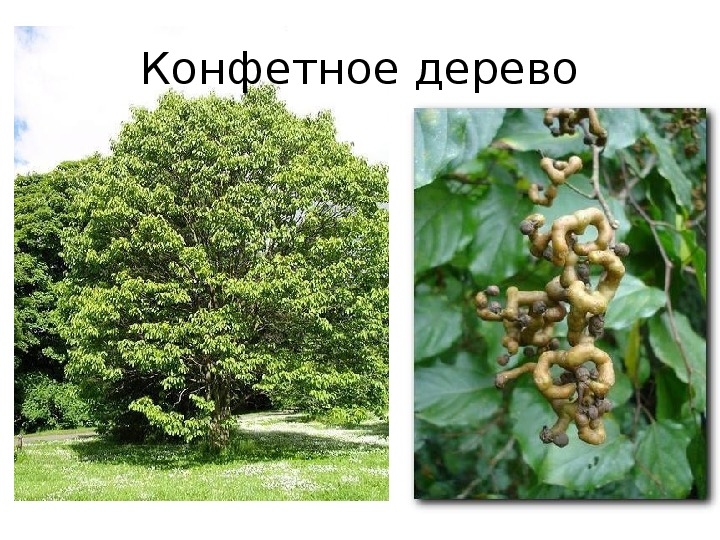 Карамельное дерево фото и описание